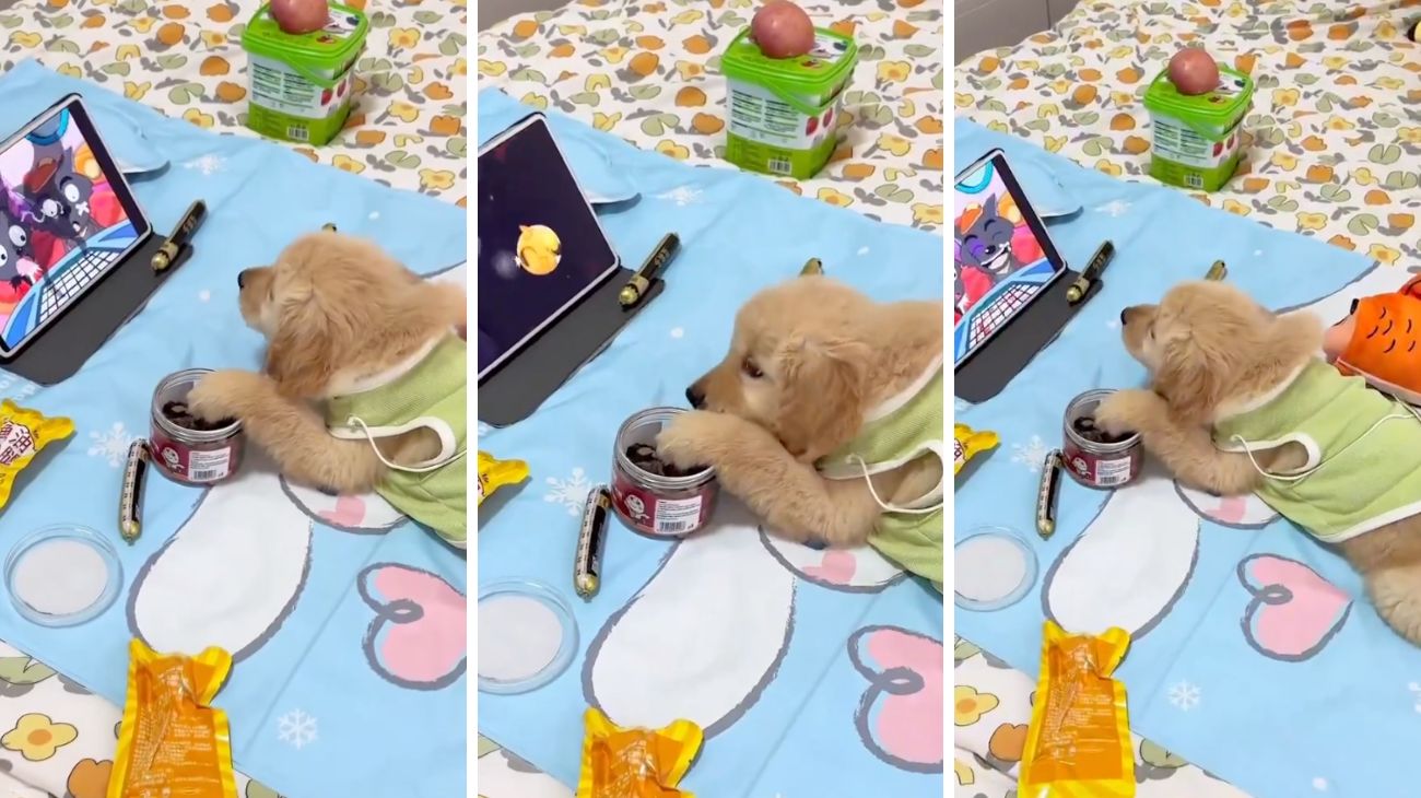 Golden Retriever cartoni animati