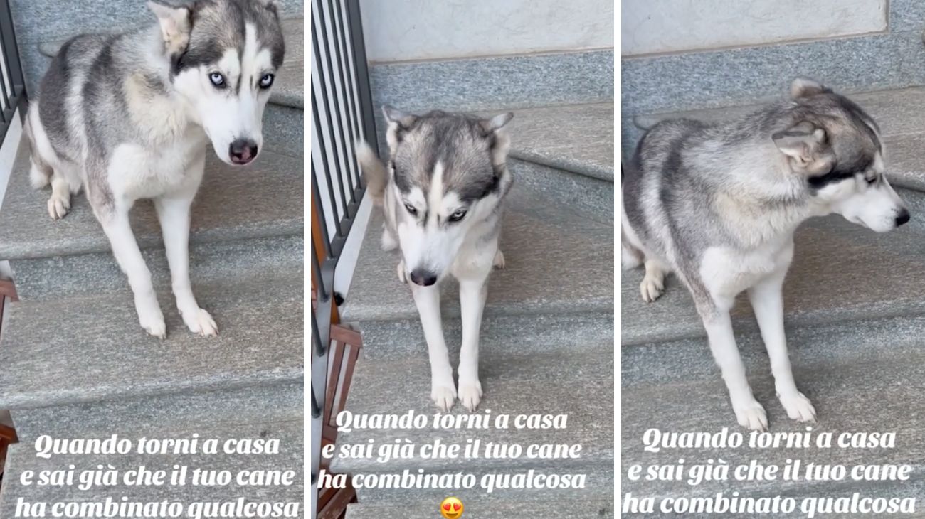 husky reazione dolce