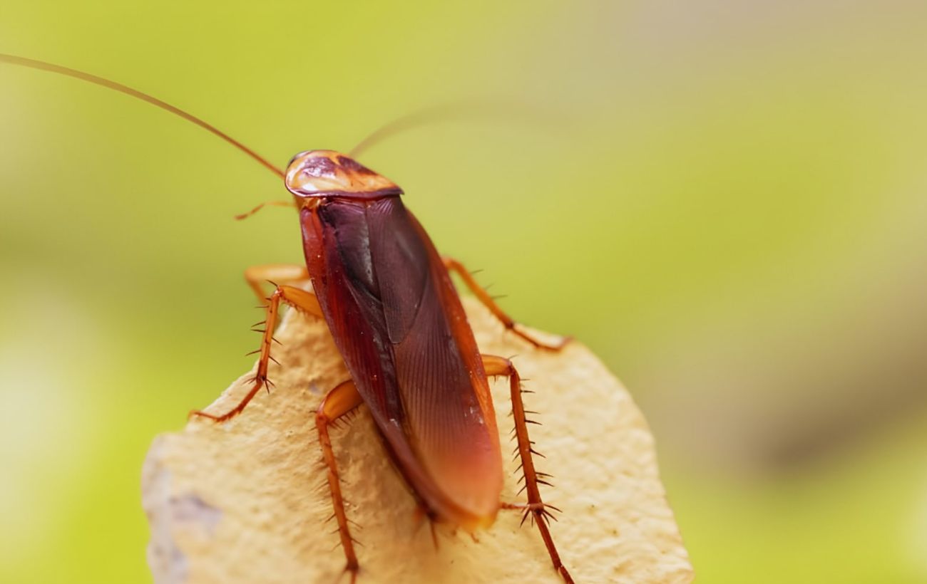 Una blatta all'esterno