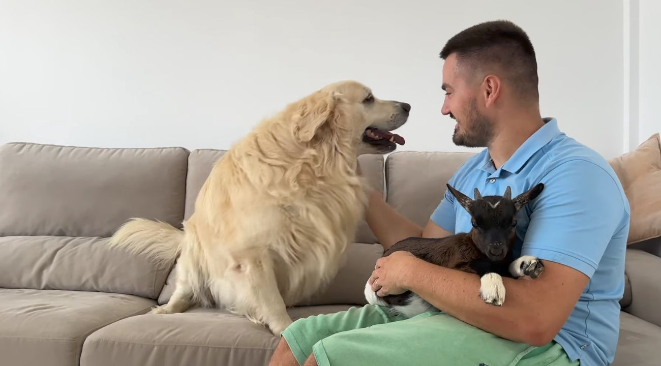 Un Golden Retriever che accoglie una capretta in casa sua