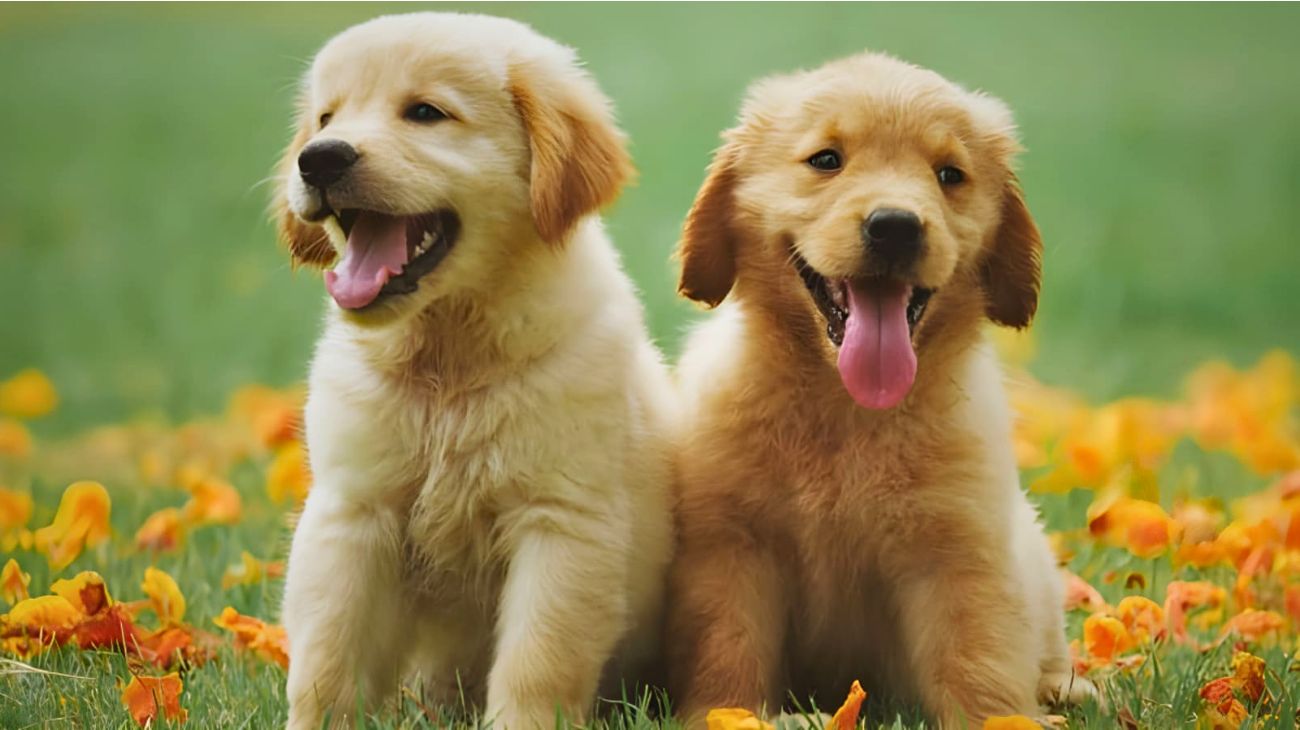 Golden retriever prova a entrare in casa