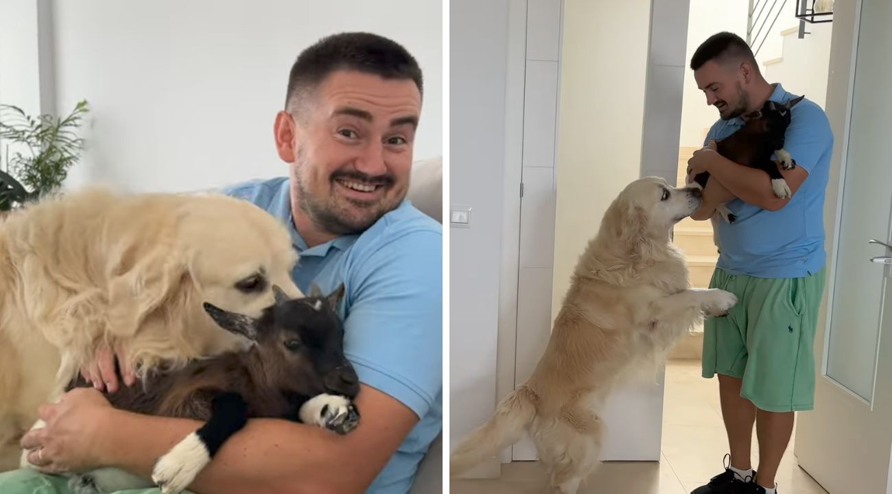 golden retriever capretta