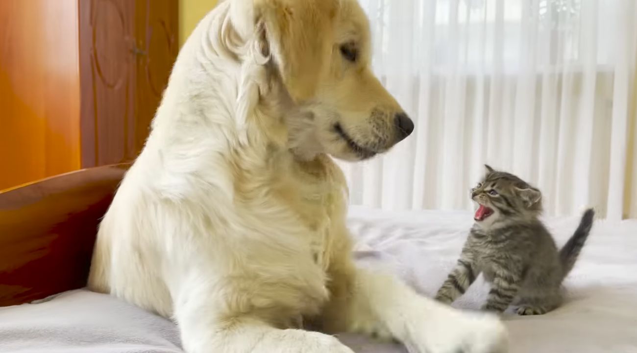 golden retriever gattino 2