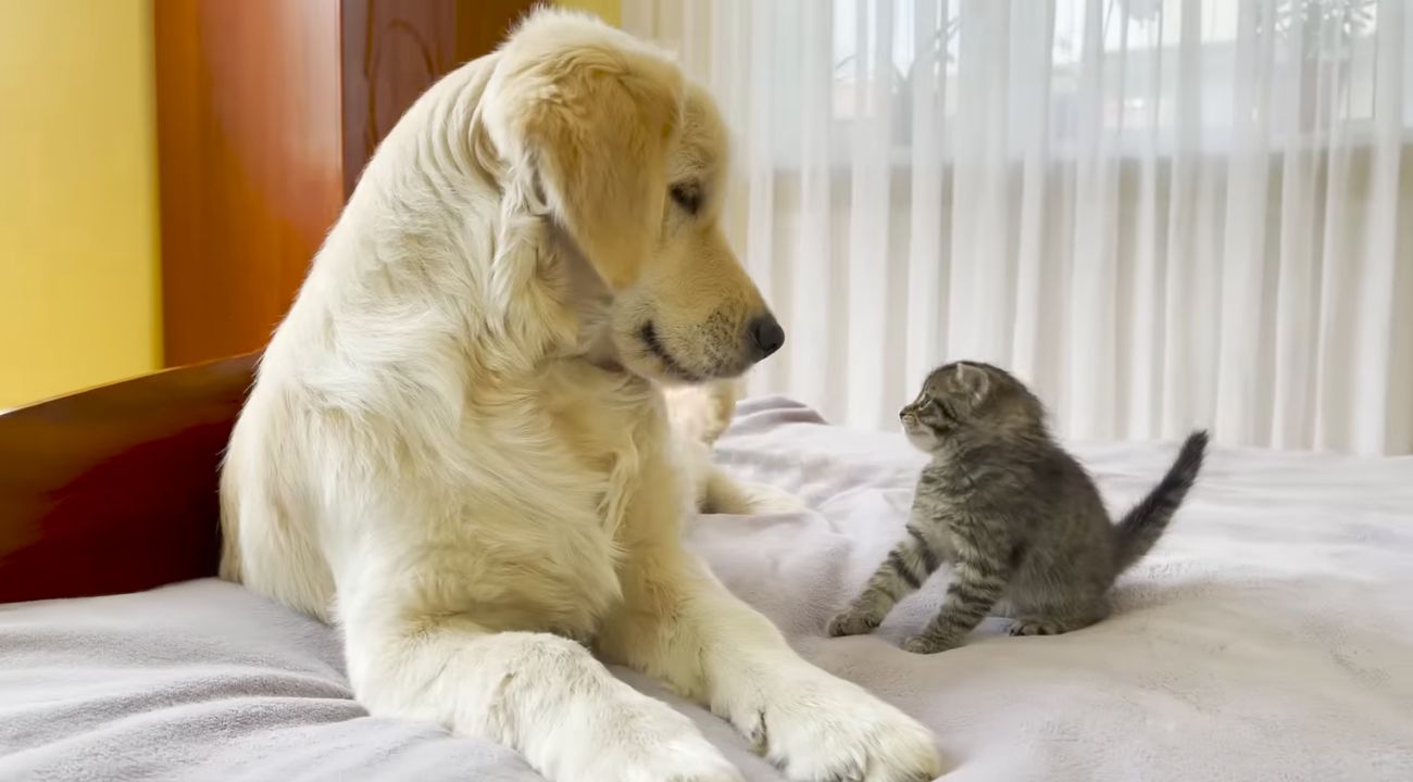 Un Golden Retriever e un gattino si guardano negli occhi