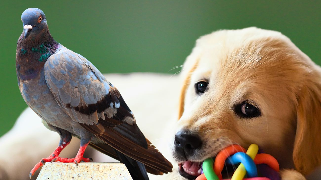 golden-retriever-vede-un-piccione-ma-ne-e-terrorizzato-e-trova-una-soluzione-geniale-la-scena-e-comica