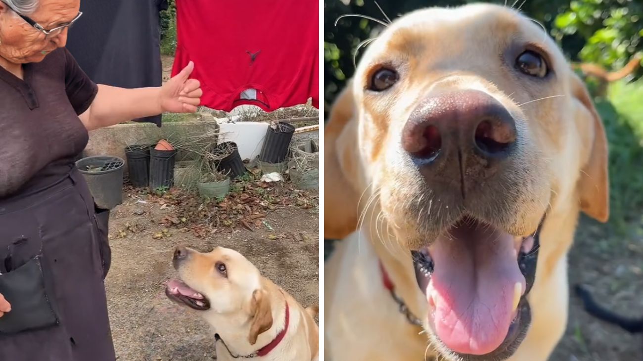 nonna labrador video