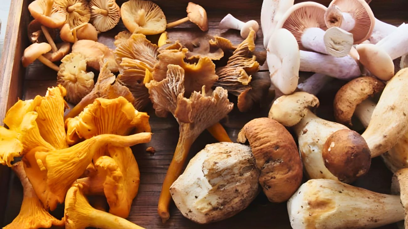 Funghi vitamine