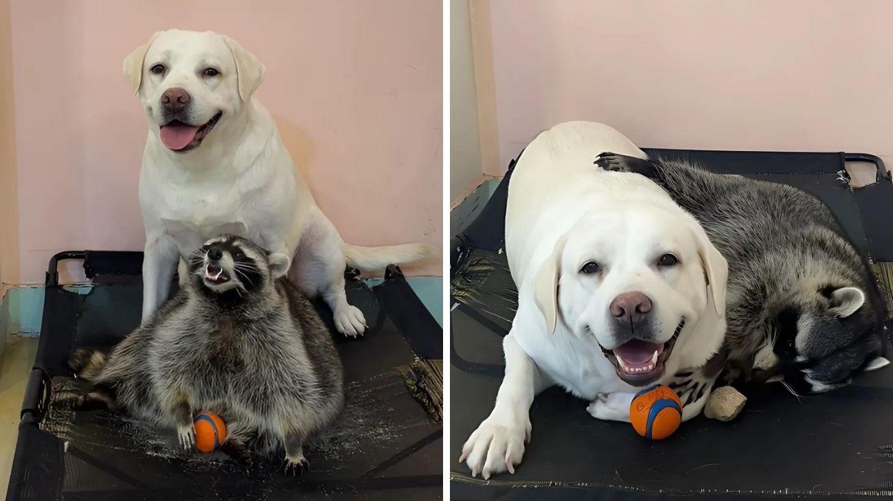 Labrador procione migliori amici