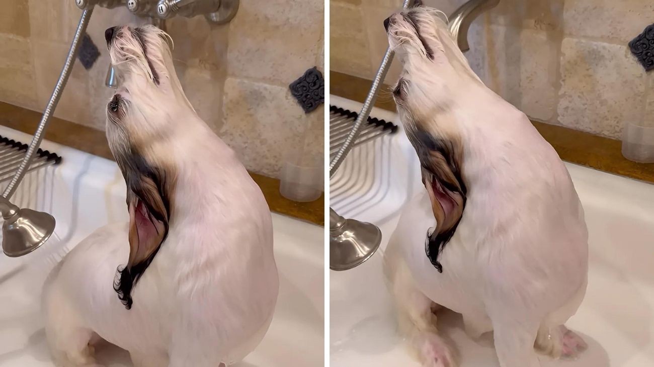 Padrona fa bagnetto cane