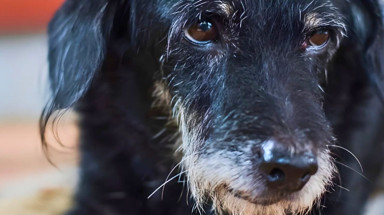 Padrona fa bagno cane