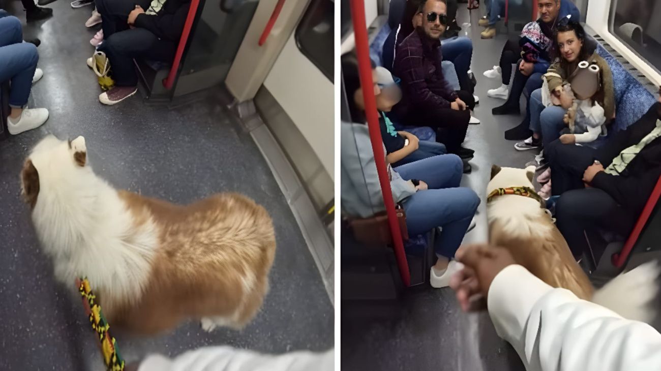 Padrone guinzaglio cane