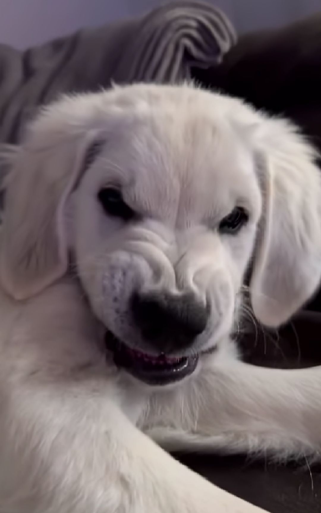 cucciolo golden retriever