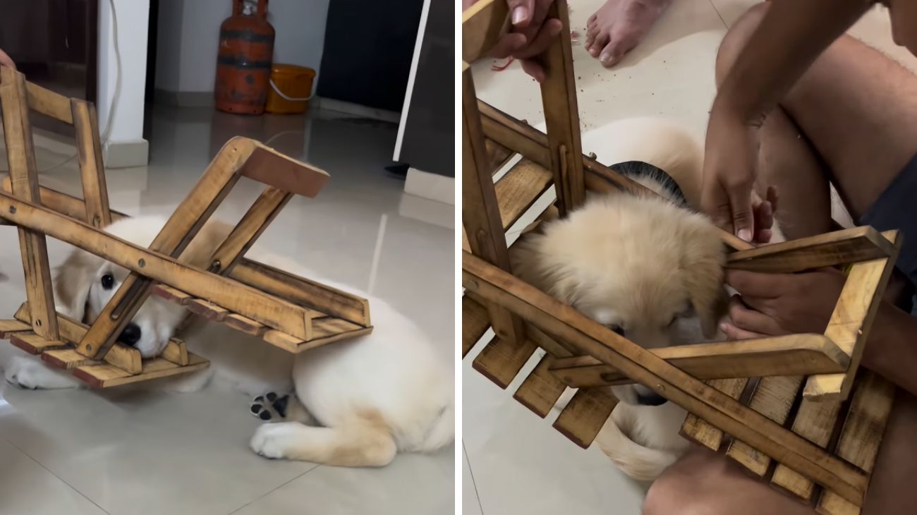 cucciolo golden incastrato