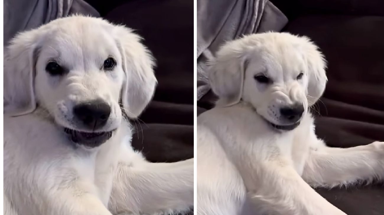 cucciolo golden retriever