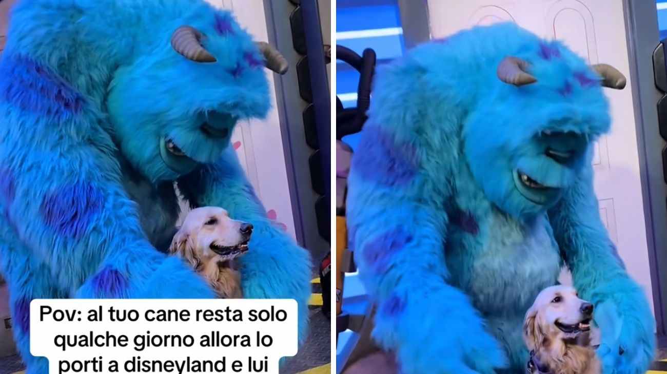 golden retriever disneyland