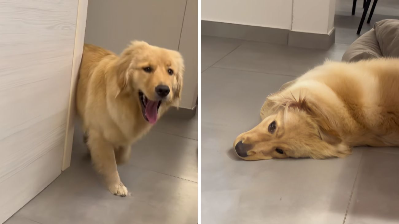 golden retriever fame