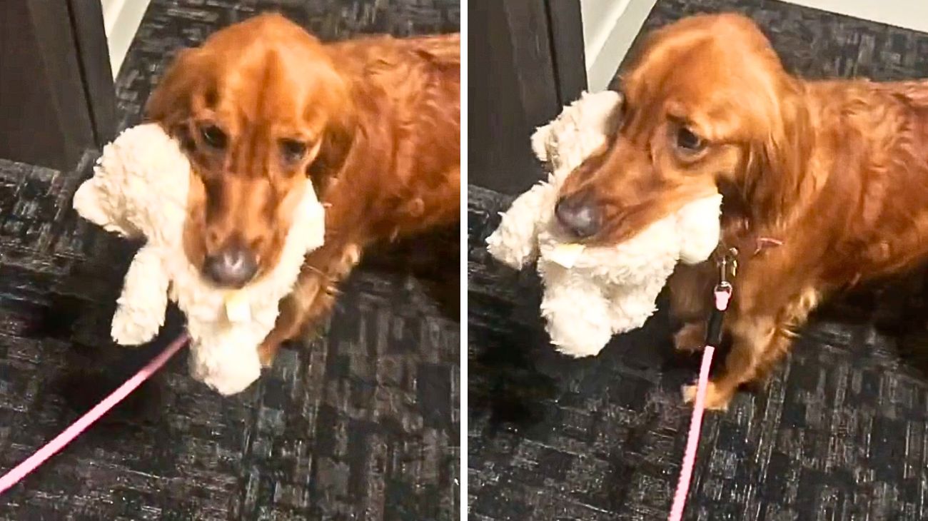 golden-retriever-guardate-cosa-fa-ogni-volta-che-vede-il-fidanzato-della-sua-padrona-mai-visto-un-cane-cosi-dolce