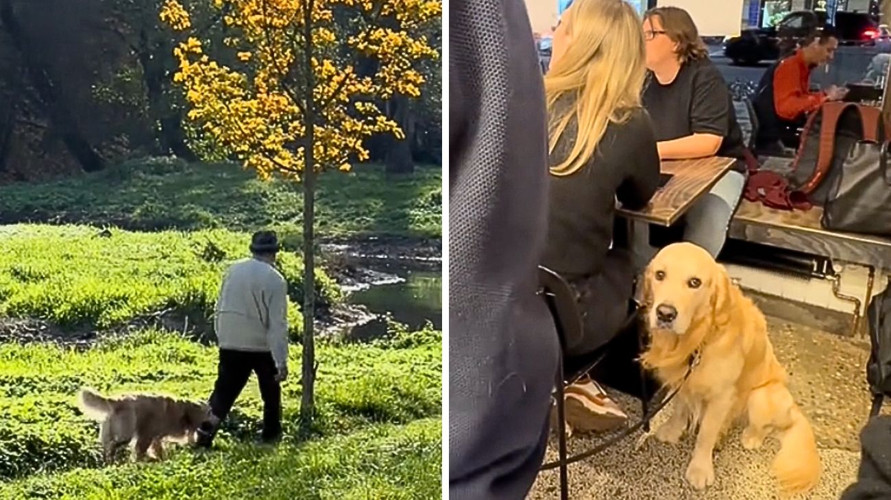 golden-retriever-tradisce-di-continuo-il-suo-padrone-durante-la-passeggiata-la-scena-e-esilarante
