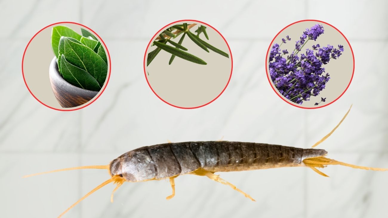 Pesciolini d'argento