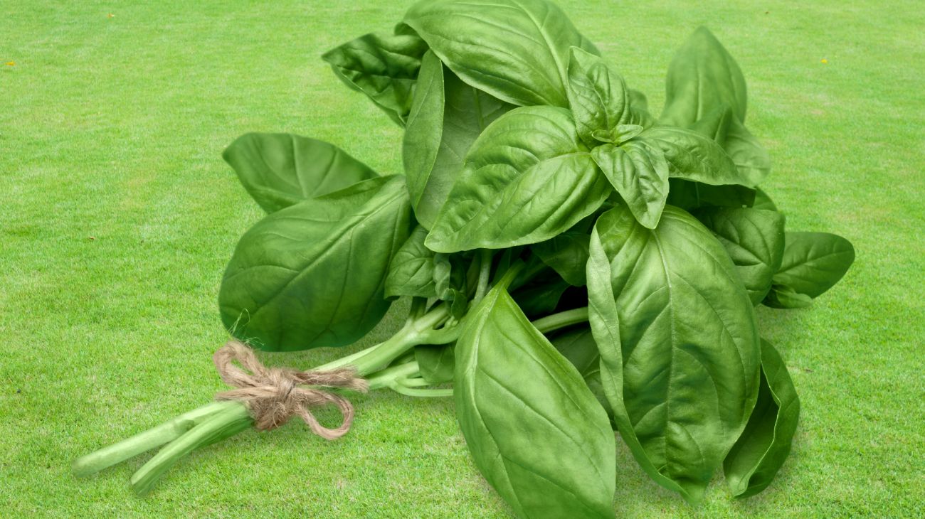 basilico (1)