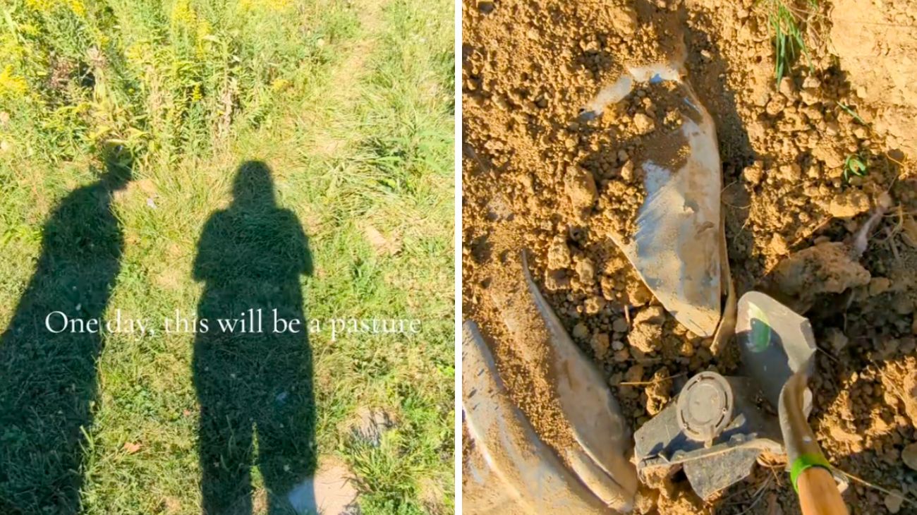 coppia-compra-una-tenuta-poi-trova-qualcosa-di-inquietante-sotto-terra-sembrava-un-nido-di-animali-e-invece