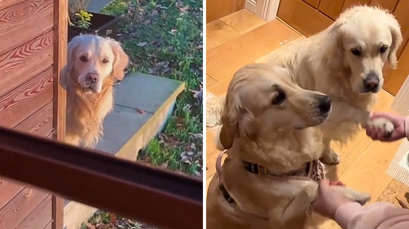 golden-retriever-alloggia-in-un-airbnb-con-i-padroni-qui-fa-un-incontro-che-gli-cambia-la-vita-scena-dolcissima