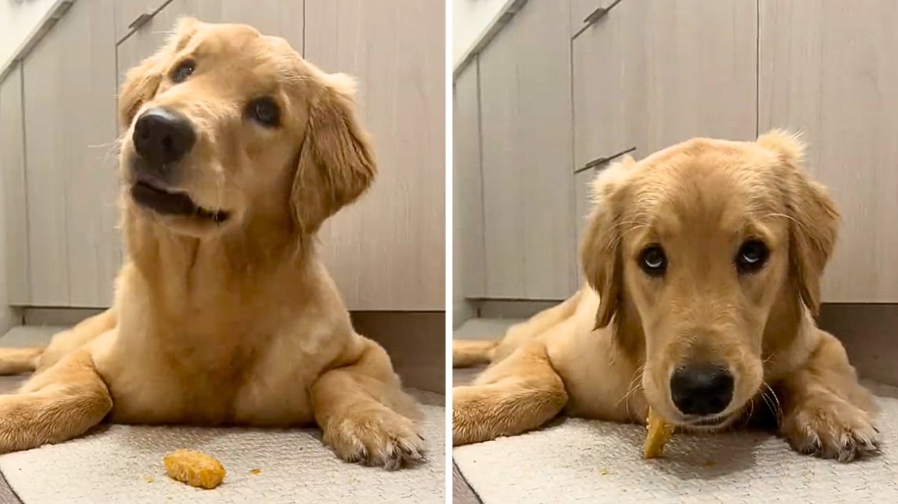 golden-retriever-guardate-come-reagisce-quando-sente-il-nome-del-suo-migliore-amico-e-il-cane-piu-adorabile-di-sempre