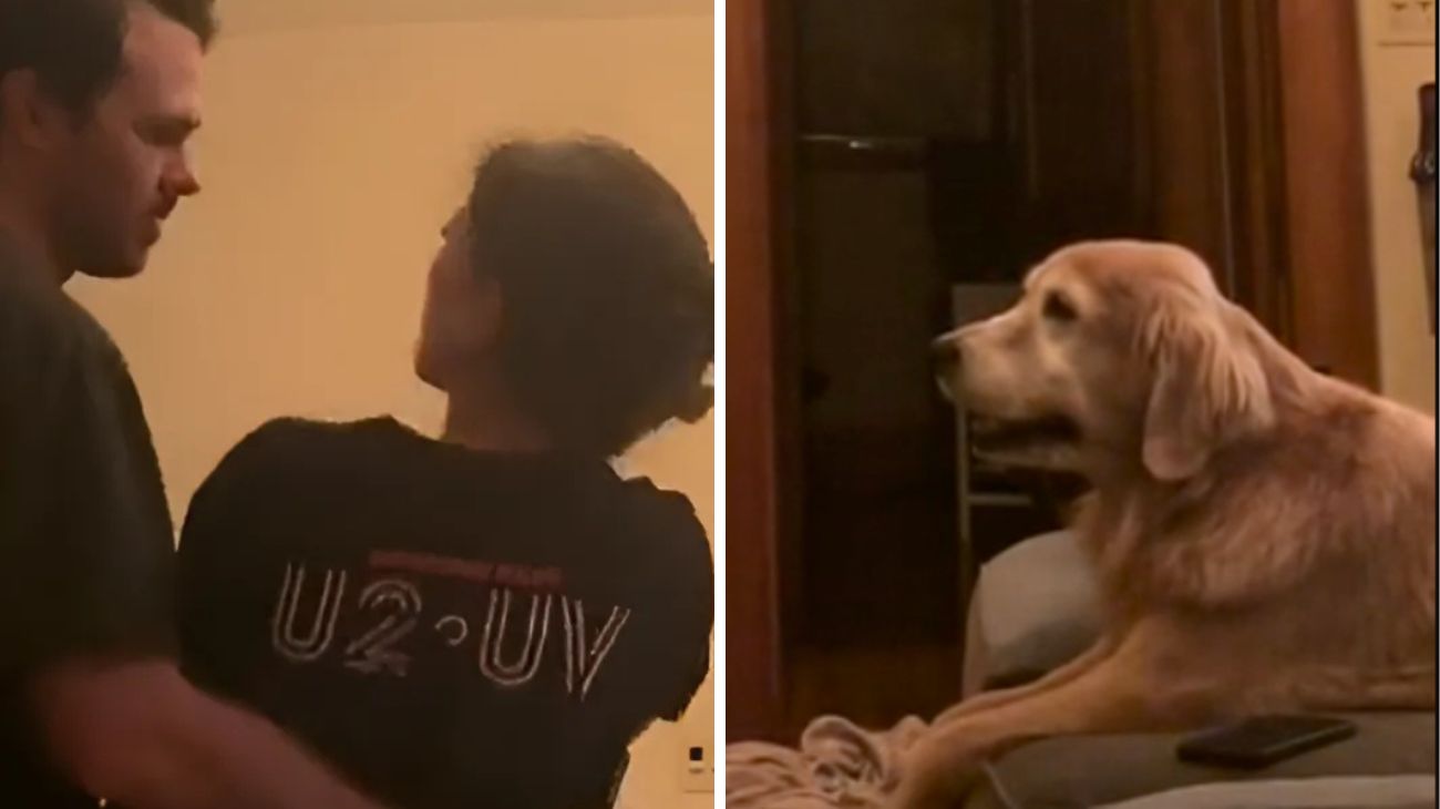 golden-retriever-vede-i-padroni-provare-il-ballo-del-loro-matrimonio-la-sua-reazione-e-un-vero-colpo-al-cuore