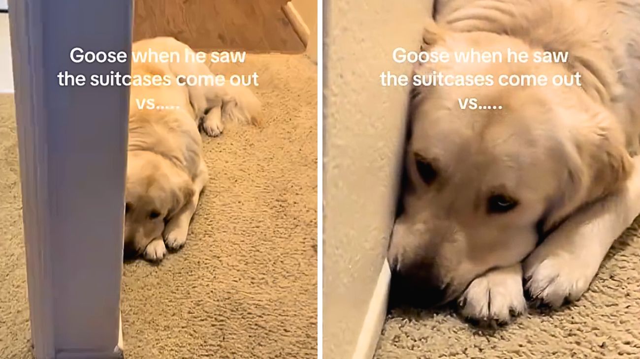 golden-retriever-vede-la-valigia-dei-padroni-e-piange-guardate-come-cambia-quando-scopre-di-essere-incluso-nel-viaggio