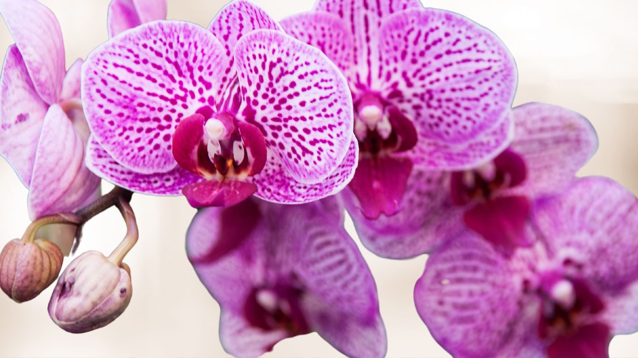 orchidee