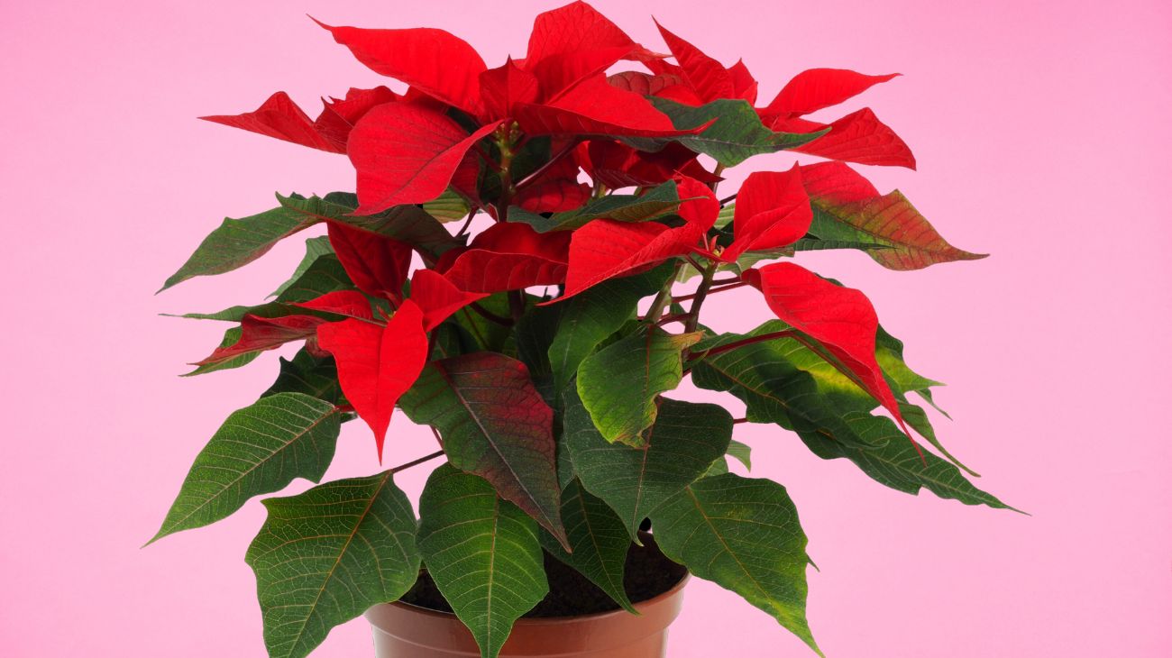 stella di natale (1)