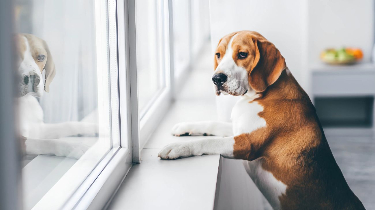 cani soli casa soluzione