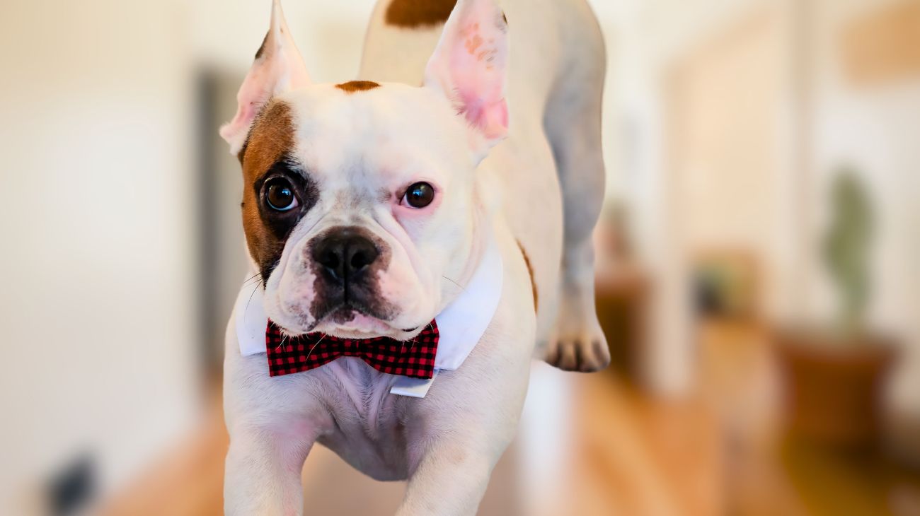 cosa-significa-se-il-tuo-cane-si-stiracchia-abitualmente-secondo-i-veterinari1