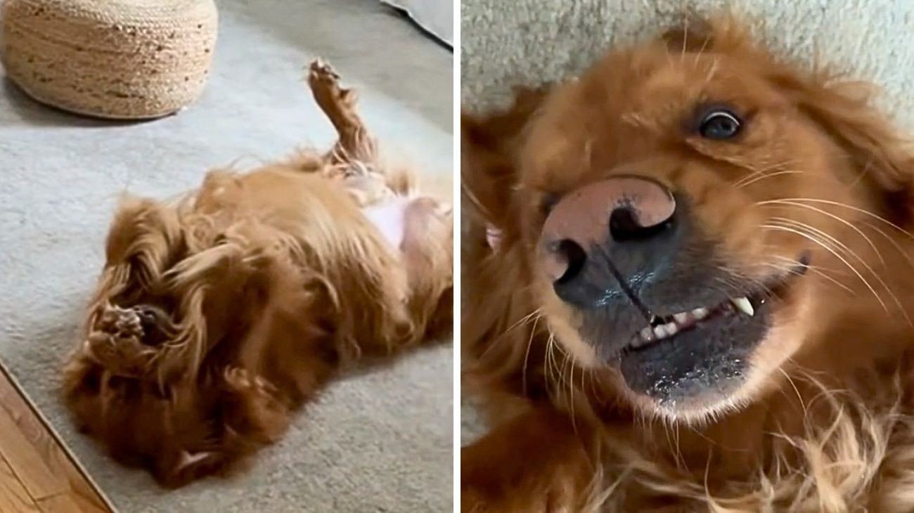 golden-retriever-gioca-a-nascondino-con-la-sua-padrona-ma-non-tutto-va-come-previsto-la-scena-e-comica