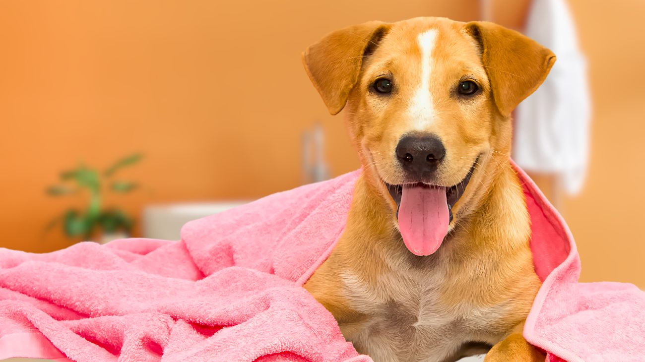 ne-con-vecchi-asciugamani-ne-con-lasciugacapelli-al-massimo-come-asciugare-il-cane-correttamente-dopo-il-bagno1