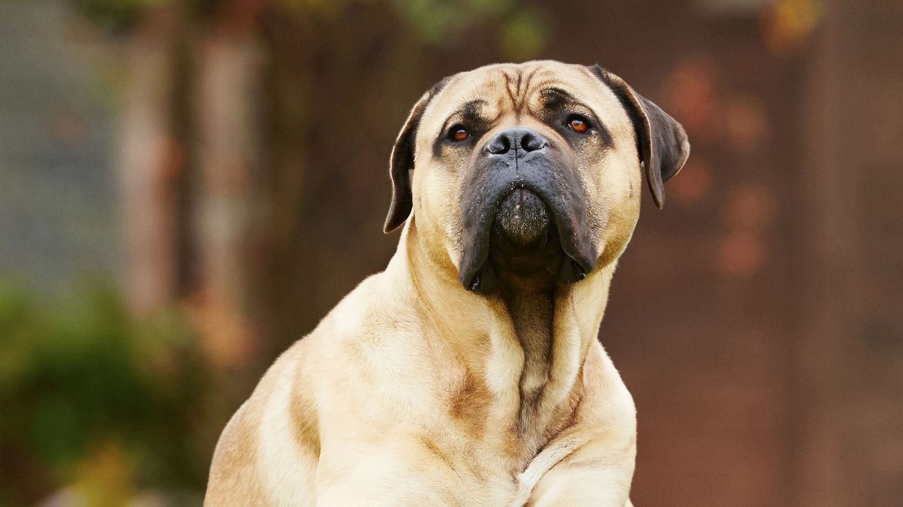 ne-in-cucina-ne-in-giardino-dove-dovrebbero-mangiare-i-cani-secondo-i-veterinari1