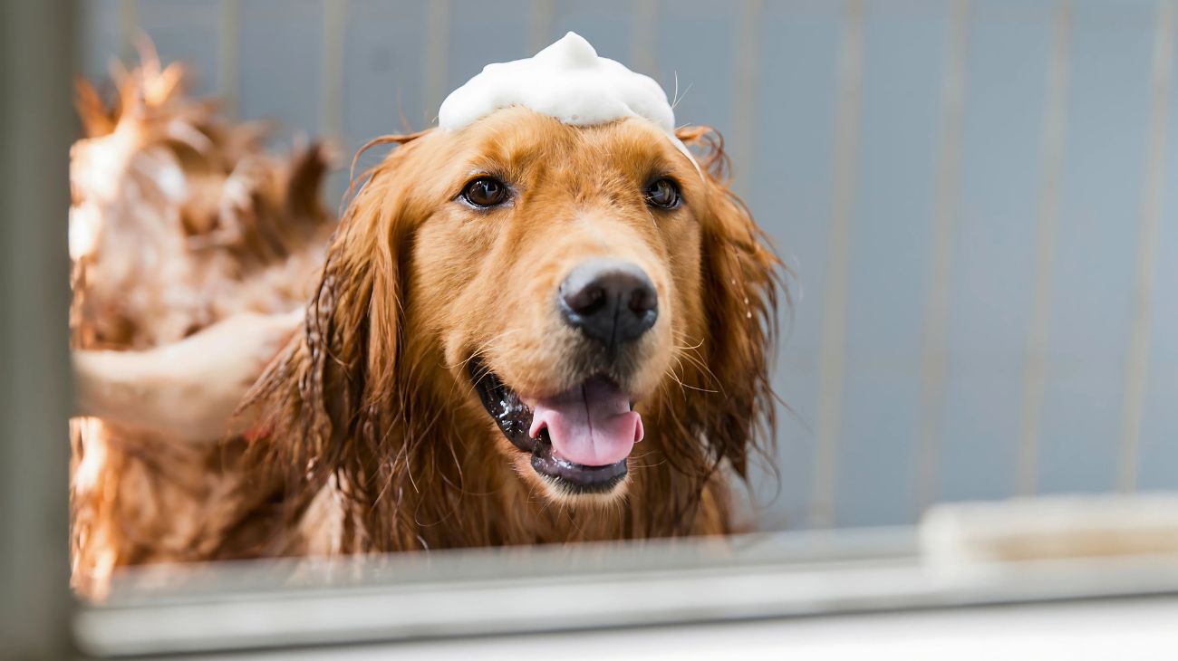 ogni quanto lavare cane