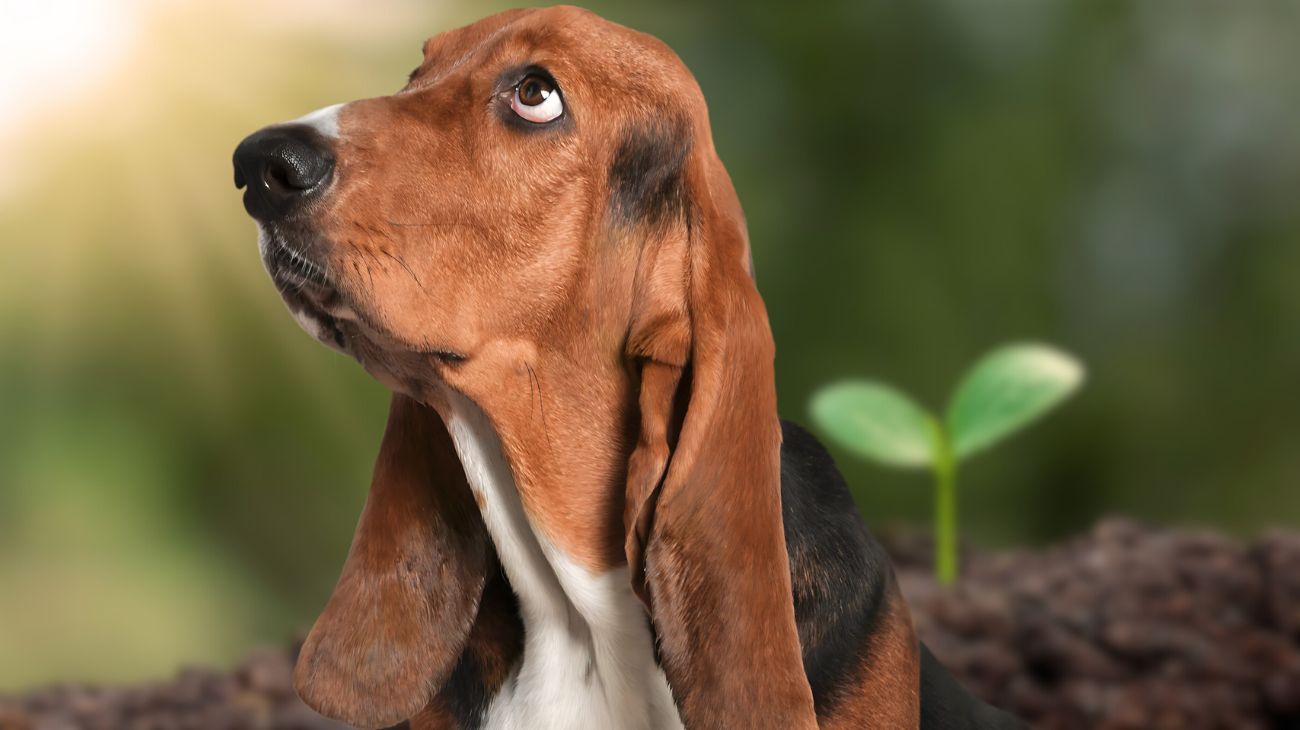 qual-e-il-tuo-animale-preferito-la-risposta-dice-molto-sulla-tua-personalita1