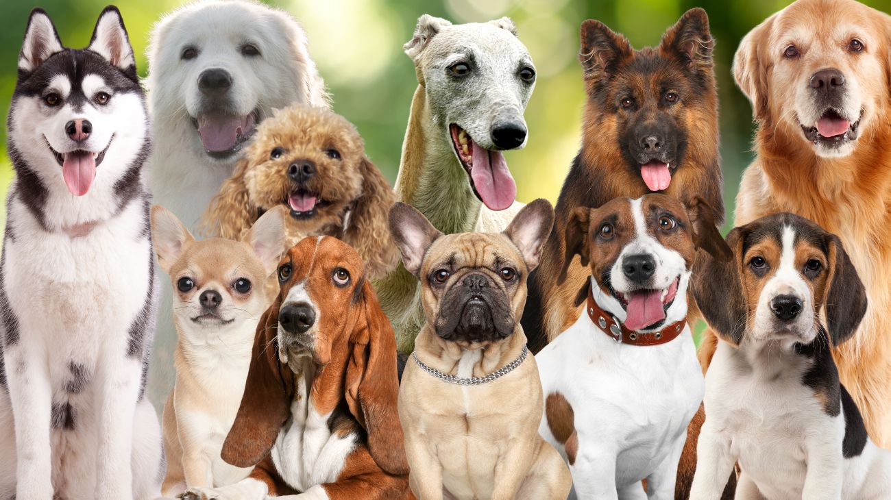 Razza di cane preferita