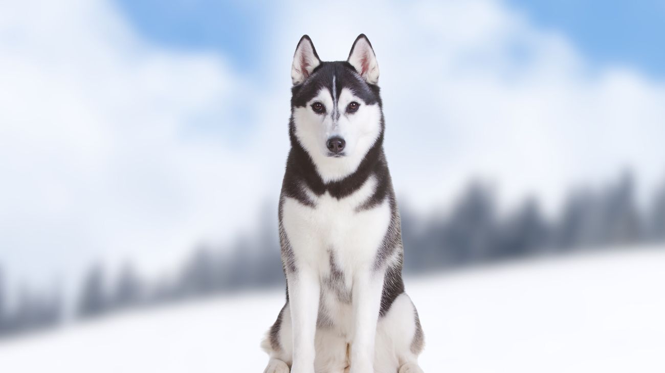 razza di cane preferita