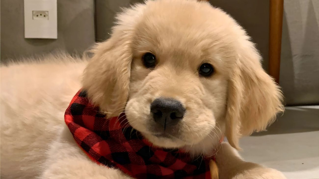 razze cane amano padroni