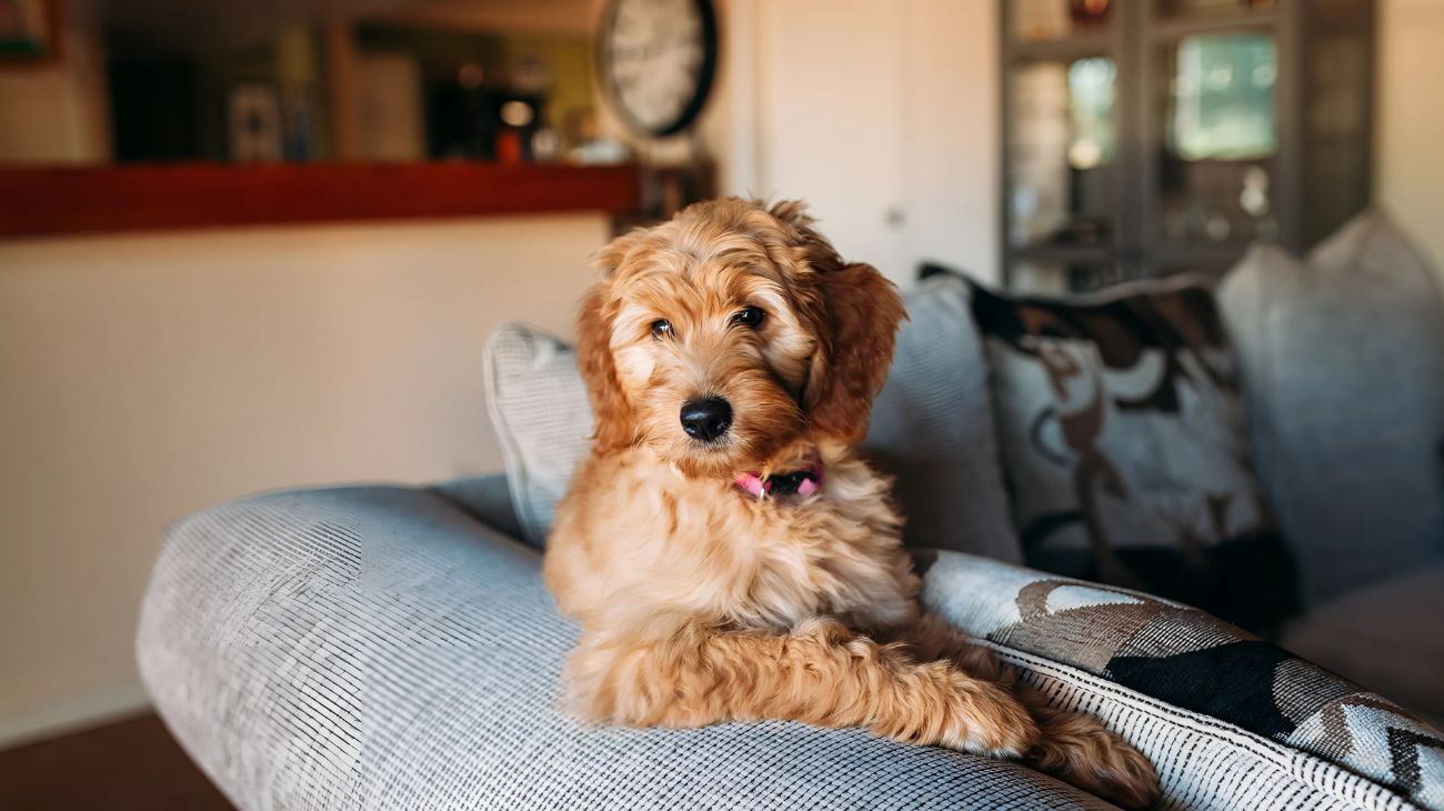 Come lasciare da solo il cane in casa senza troppi sensi di colpa