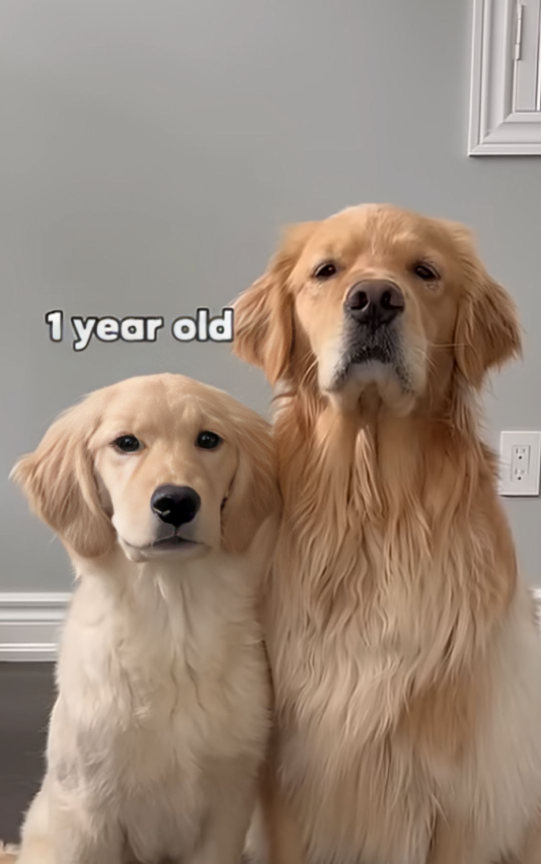 golden retriever cresciuto