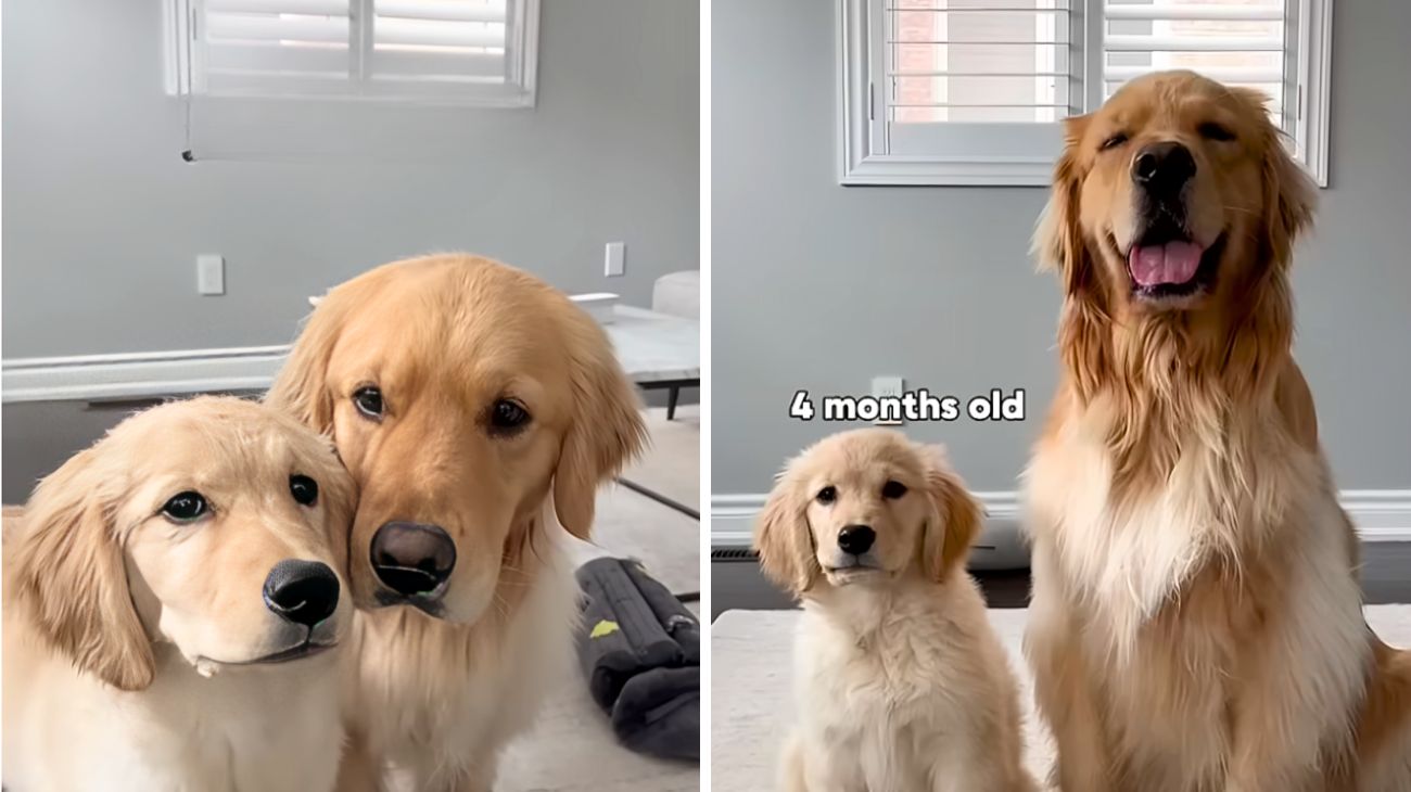 golden retriever cresciuto