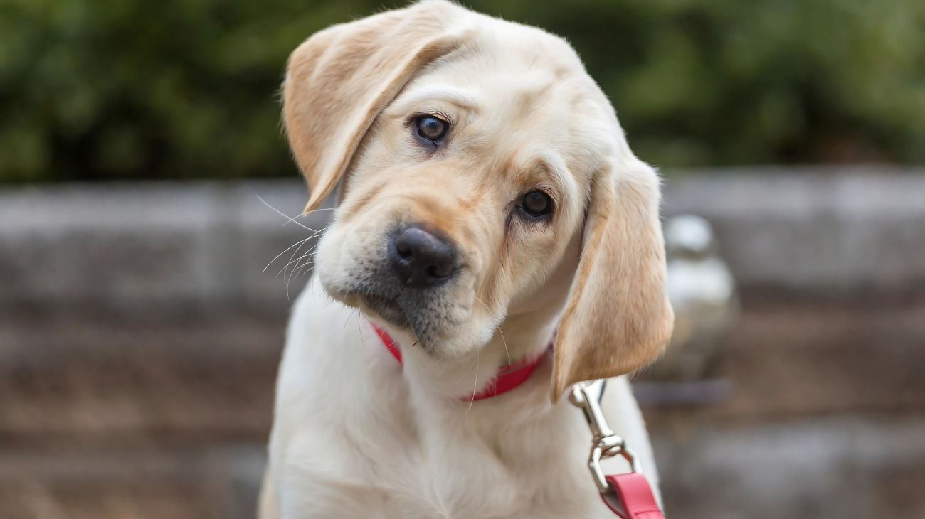 razze cani affettuose