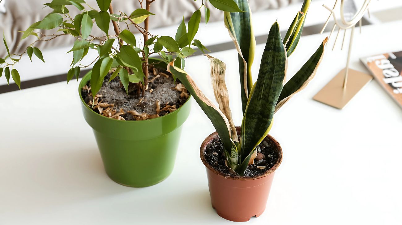 Come non far appassire le piante in casa