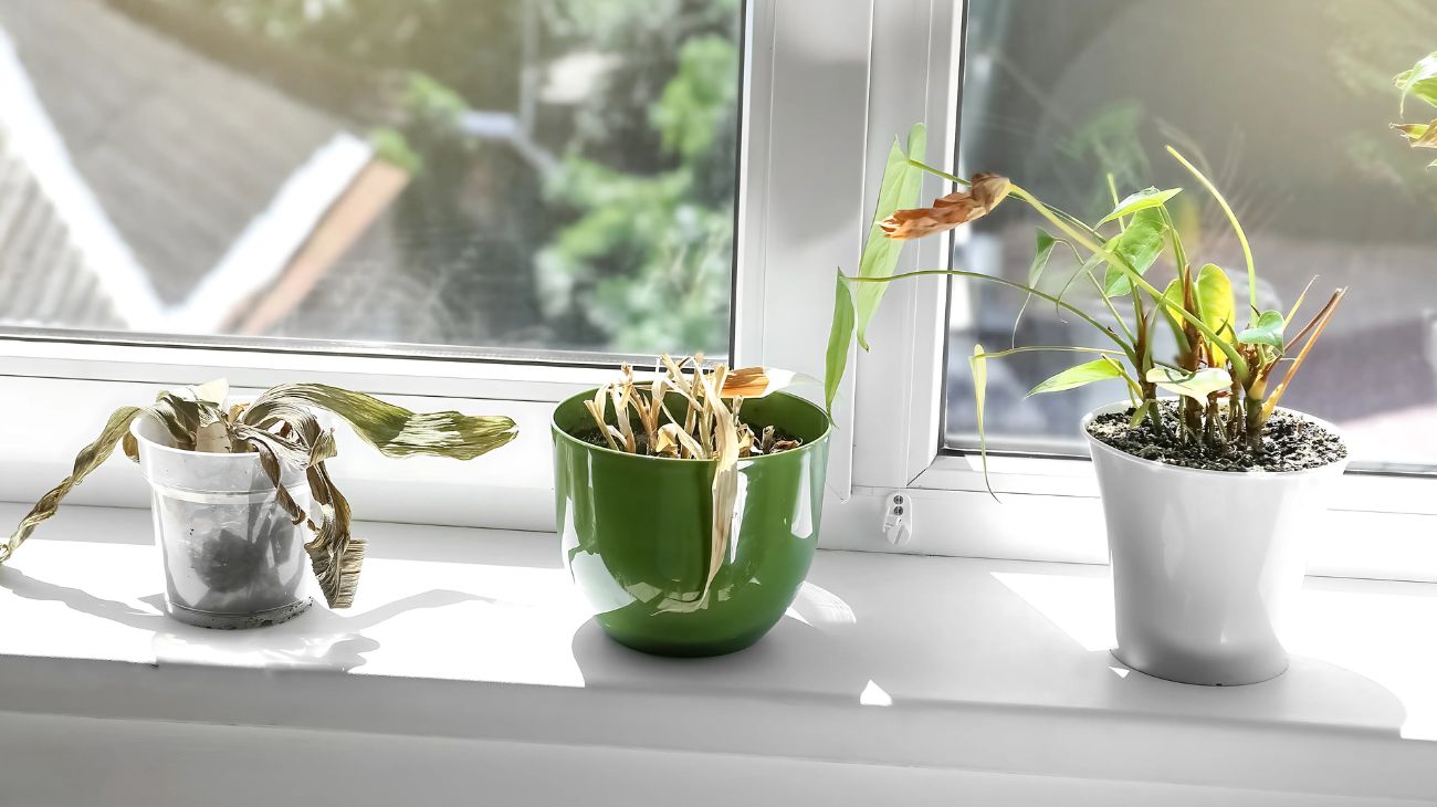 pianta appassita in casa