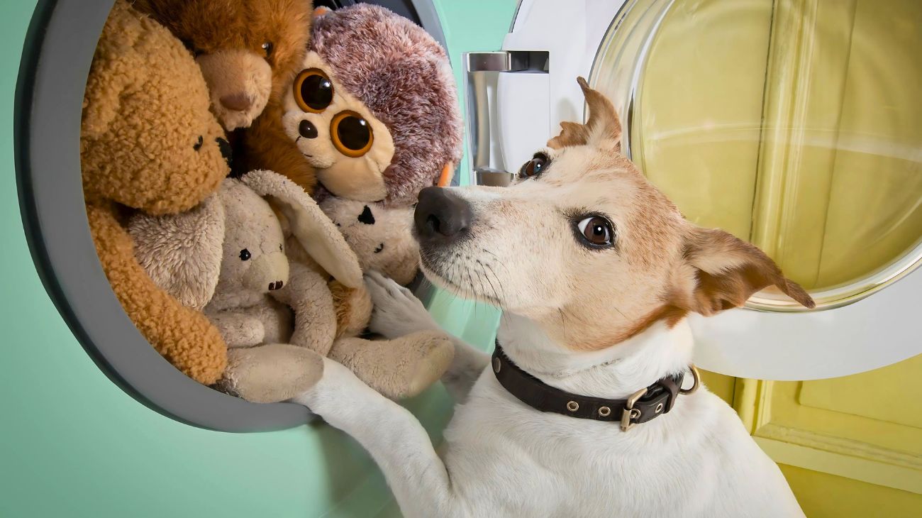 lavare coperte cani gatti