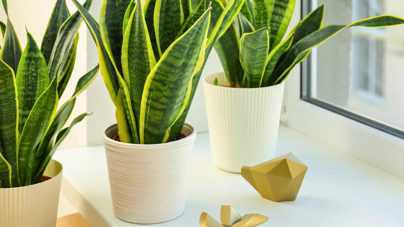 Progetto senza titolo-18