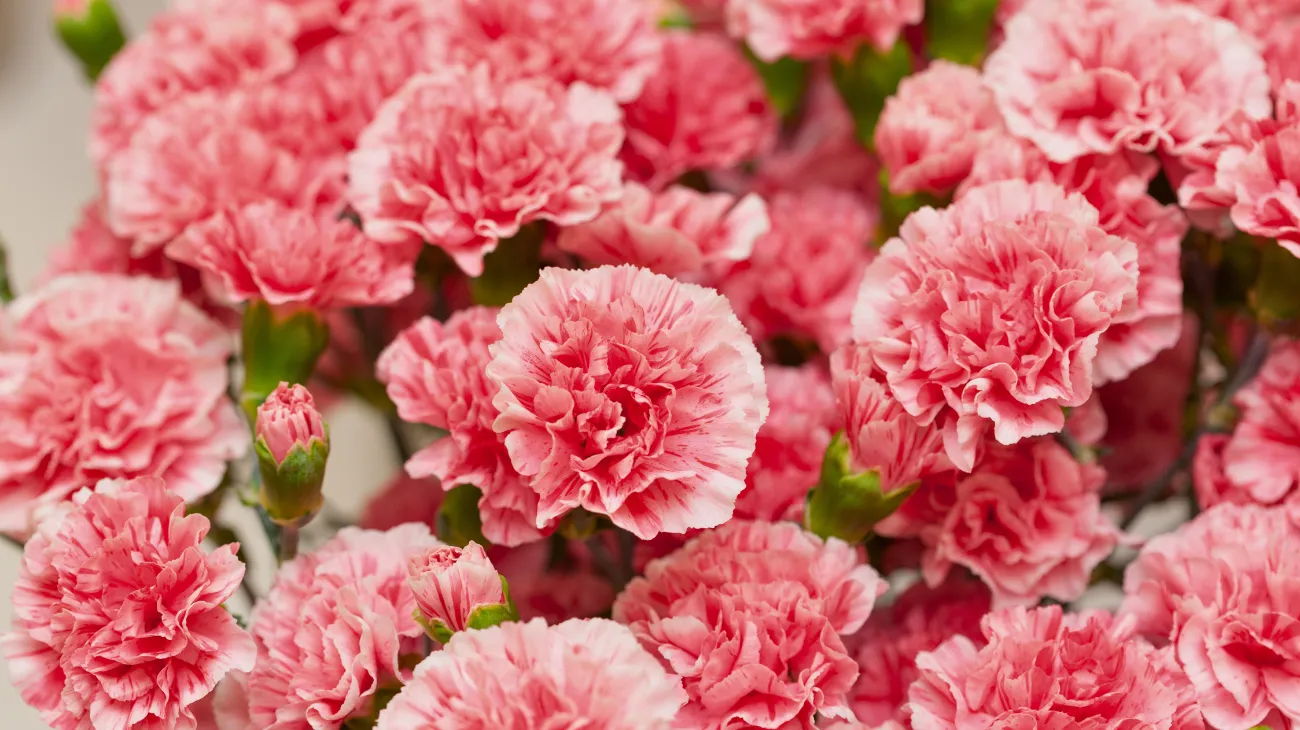 Progetto senza titolo-54